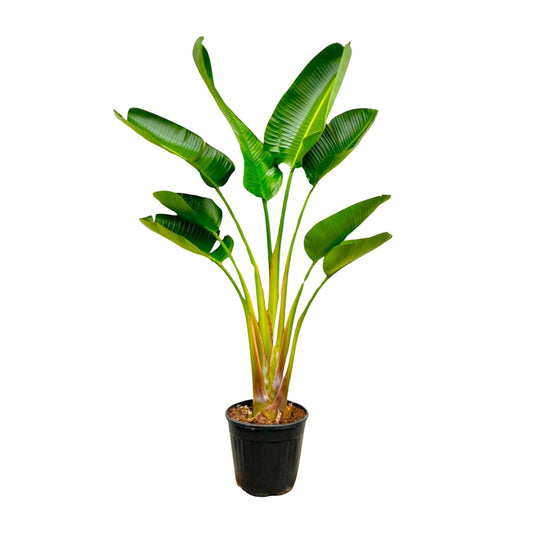 Weißer Paradiesvogel - Strelitzia Augusta 160 cm