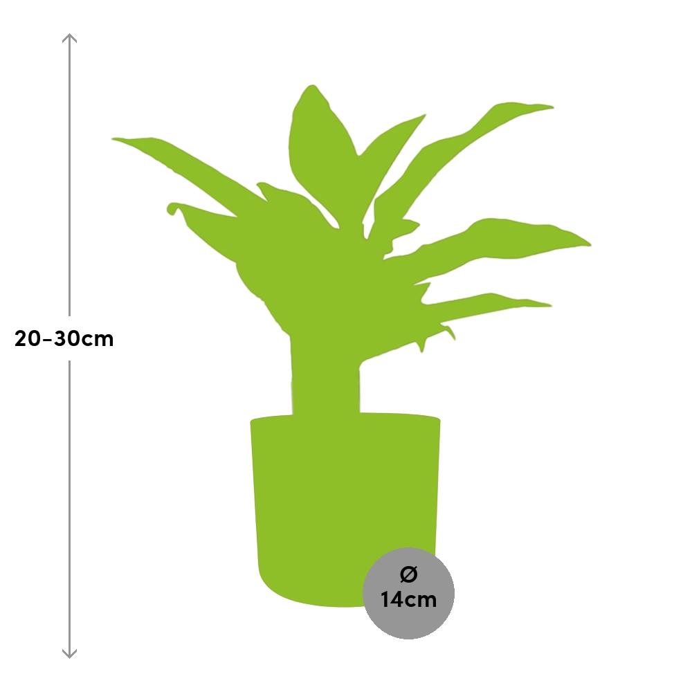 Aglaonema Crete in ELHO b.for soft rond 14cm brique