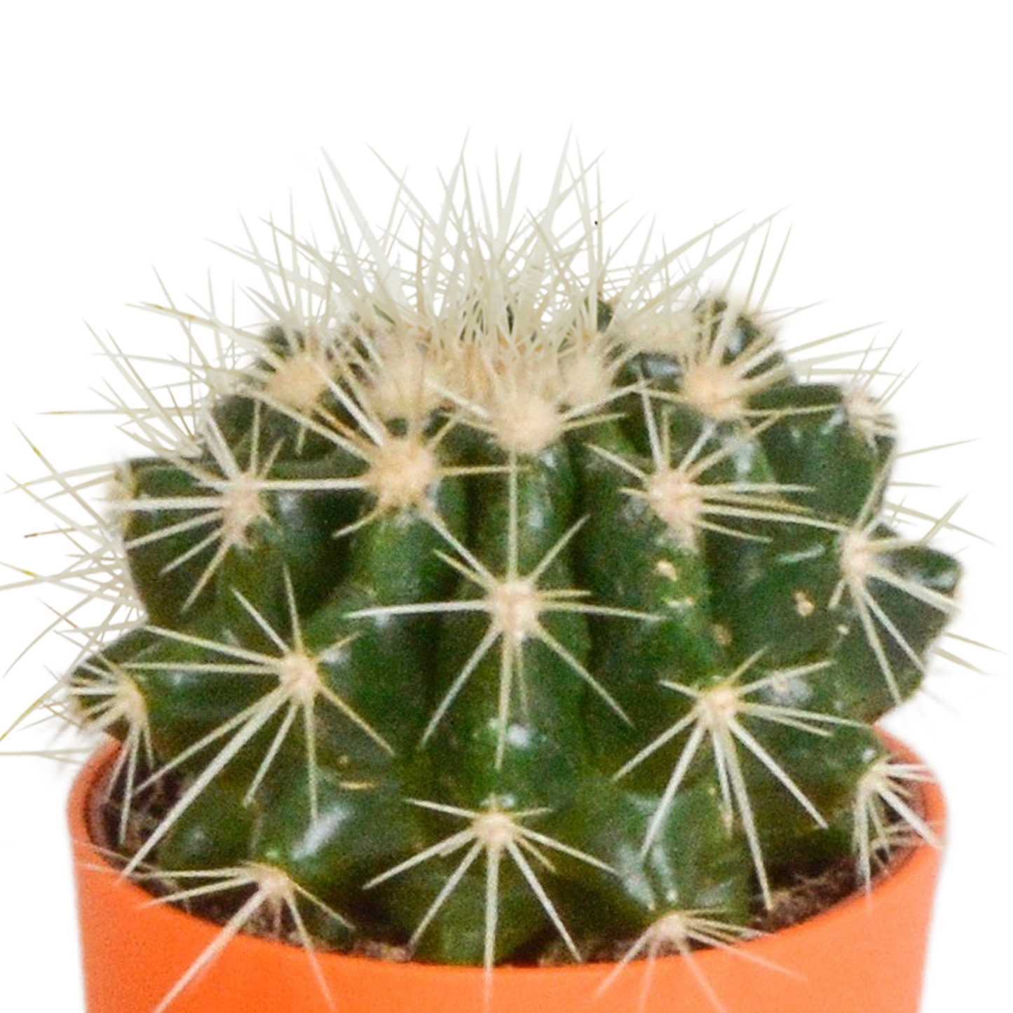 Kakteenmischung 5,5 cm - 5x - in gekleurde plasticpot