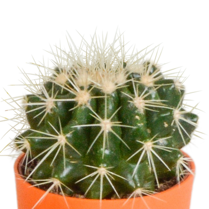 Kakteenmischung 5,5 cm - 5x - in gekleurde plasticpot