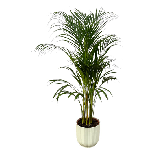 Goldfruchtpalme (Dypsis lutescens) – 110 cm Areca Palme im Design-Topf