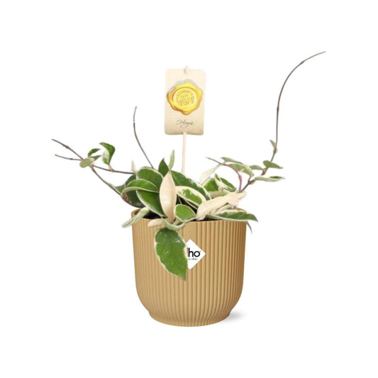 Hoya Carn.’Krimson Queen’ in ELHO Vibes Fold 14cm geel