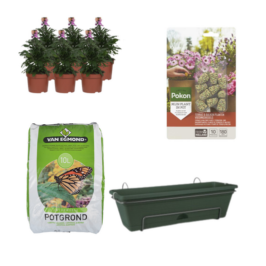 Balkonpflanzgefäß Grün DIY-Set - Erysimum Purple Glow