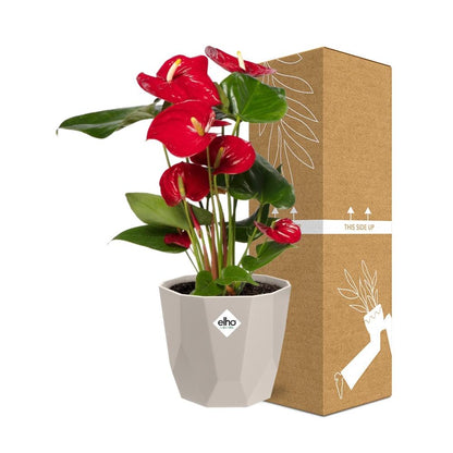 Anthurium Red 12cm in ELHO b.for rock 14 cm warm grey