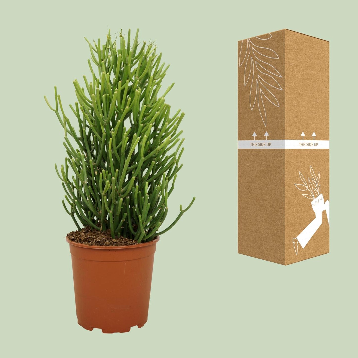 Euphorbia Tirucalli - Ø21cm - ↕60cm