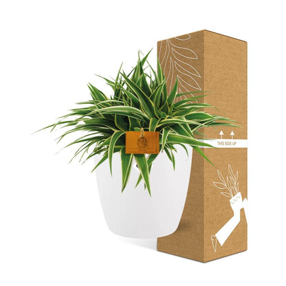 Chlorophytum Ocean 15cm in ELHO brussels 16 cm round white