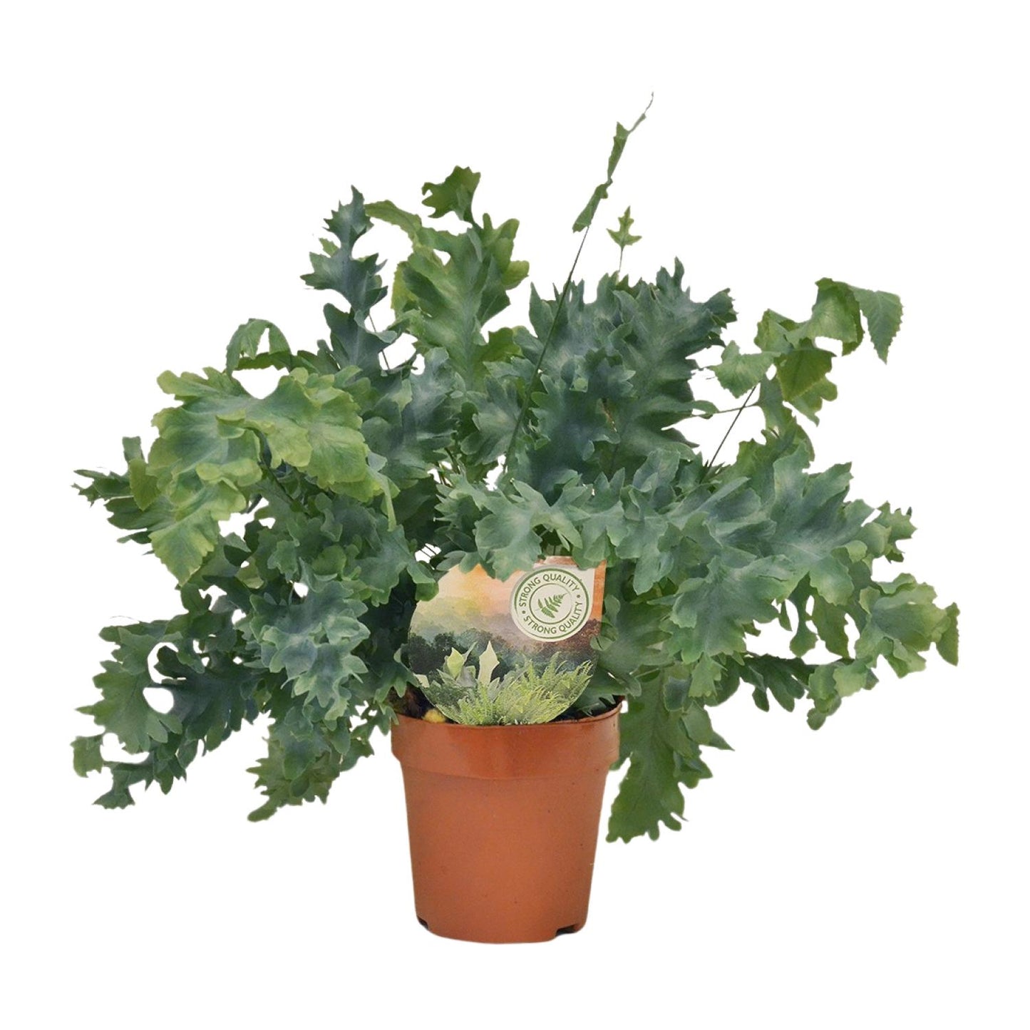 Phlebodium Davana - Ø12cm - ↕35cm