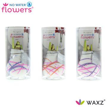 No Water Flowers Waxz Art Karel Appel in Koker - 3 Stücke - Ø7 cm - ↕15 cm