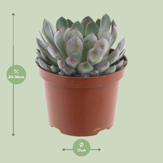Echeveria Pelisuda - Ø17cm - ↕30cm