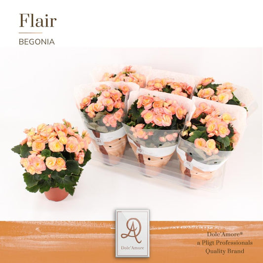 Begonia Hailey Sunset P14 Dolc'Amore® Flair - Ø14cm - ↕31cm