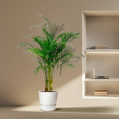 Goldfruchtpalme 180 cm – Tropische Eleganz für Zuhause