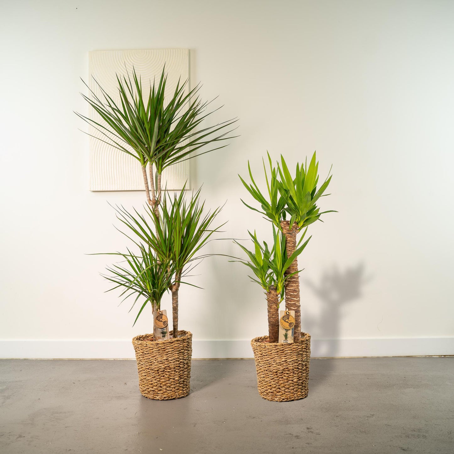Drachenbaum & Palmlilie Set – Stilvolle Zimmerpflanzen 100-120 cm