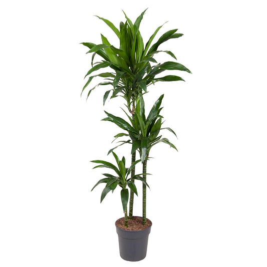 Drachenbaum Janet Craig 150 cm – Pflegeleichte Eleganz