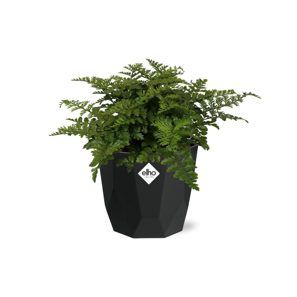 Asplenium Parvati in 14cm b.for rock living black