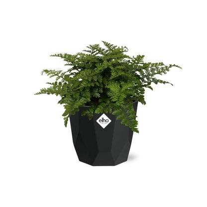 Asplenium Parvati in 14cm b.for rock living black