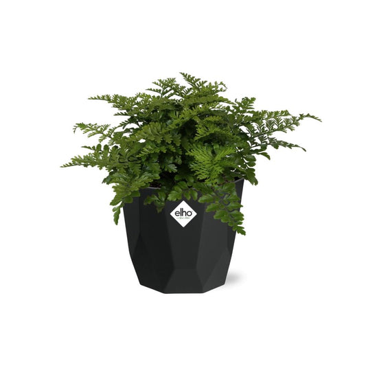 Asplenium Parvati in 14cm b.for rock living black