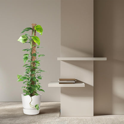 Fensterblatt am Moosstab – 150 cm pflegeleichte Zimmerpflanze