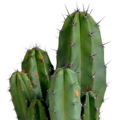 Chula Säulenkaktus 12cm – Exotischer Wüstenflair für Zuhause