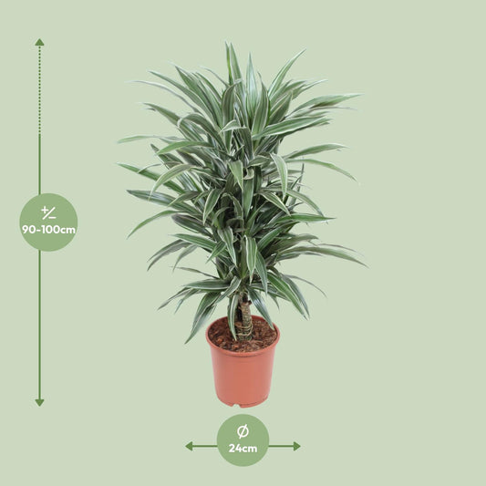 Dracaena Warneckei - Ø24cm - ↕100cm