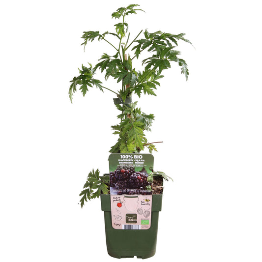 Rubus fruticosus 'Thornless Evergreen' - Dornenlose Brombeere - Ø13cm - ↕45cm