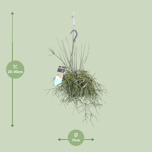 Rhipsalis Pilocarpa - Ø17cm - ↕30cm