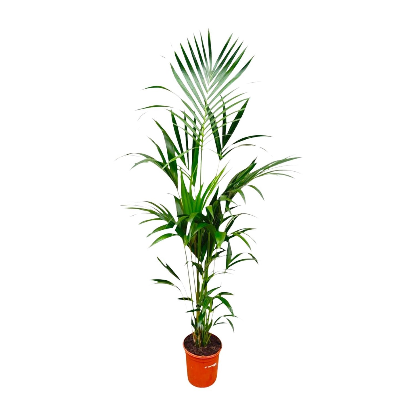Kentia Palme 180 cm – Pflegeleichte tropische Zimmerpflanze