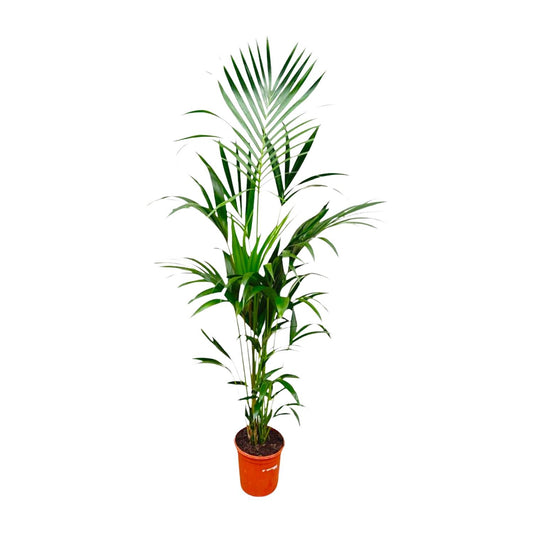 Kentia Palme 180 cm – Pflegeleichte tropische Zimmerpflanze