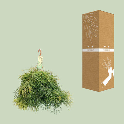 Rhipsalis Clavata - Ø21cm - ↕50cm