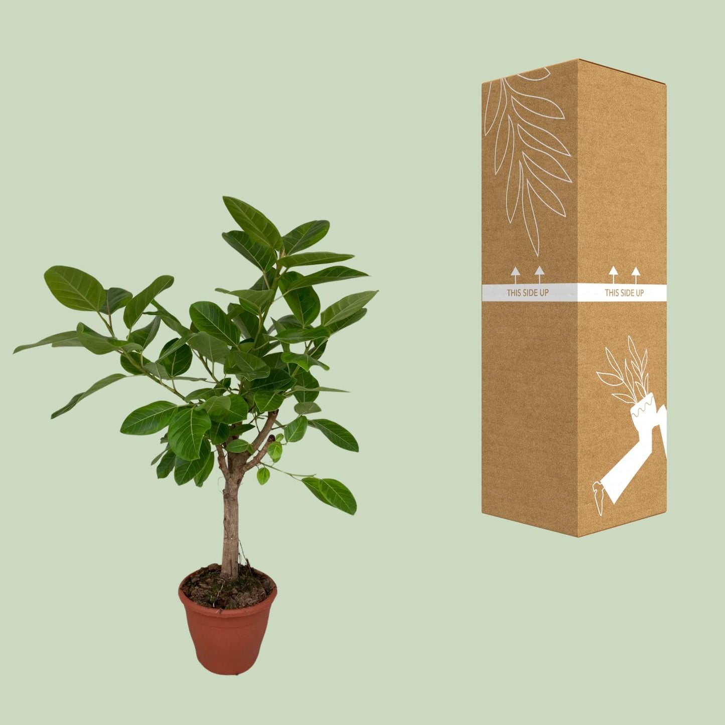 Ficus Altissima - Ø26cm - ↕110cm