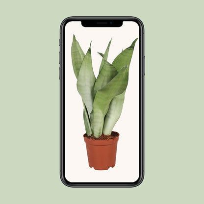 Sansevieria Trifasciata Moonshine - Ø12cm - ↕30cm