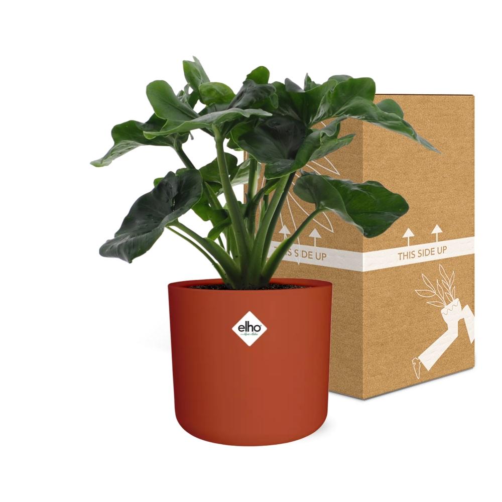 Philodendron Atom in ELHO b.for soft rond 14cm brique