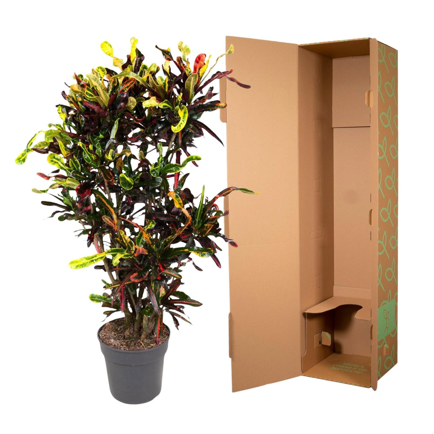 Kroton Mammi – 120 cm bunte Zimmerpflanze