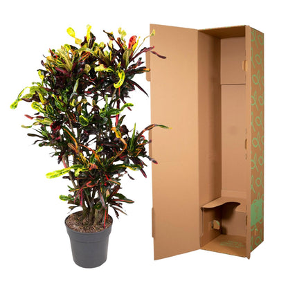 Kroton Mammi – 120 cm bunte Zimmerpflanze