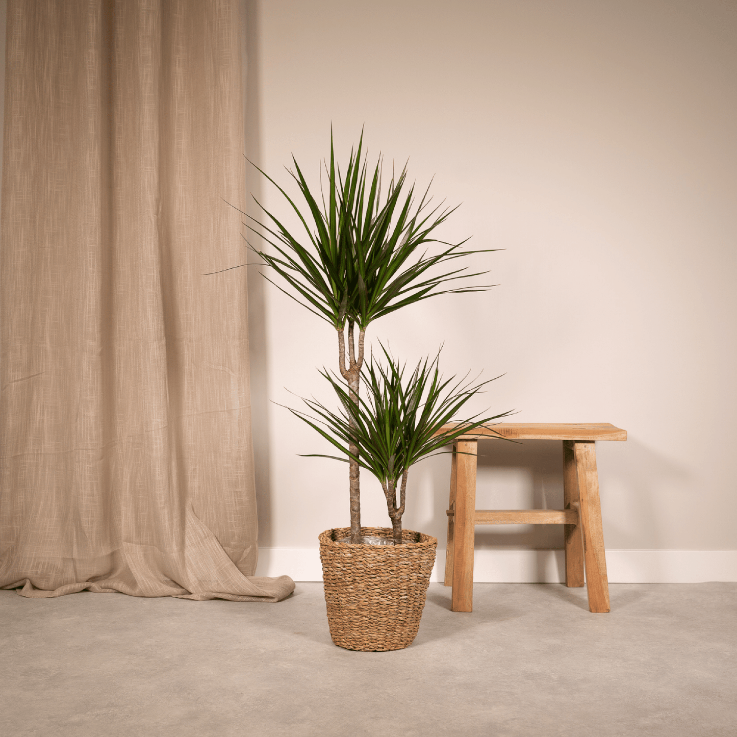 Drachenbaum Marginata 100 cm – Stilvolle Zimmerpflanze