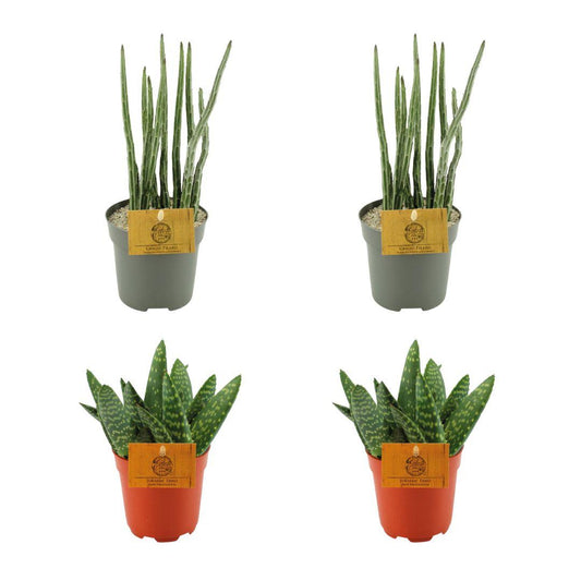 2x Aloe Paradisicum + 2x  Senecio Stapeliaeformis - 4 stuks - Ø10.5cm - ↕10cm