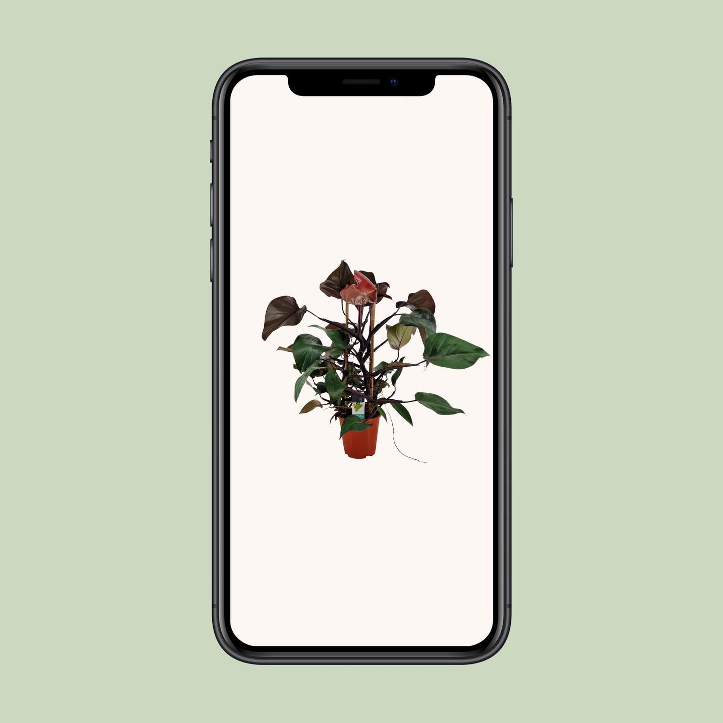Philodendron Ruby Pyramide - Ø19cm - ↕75cm