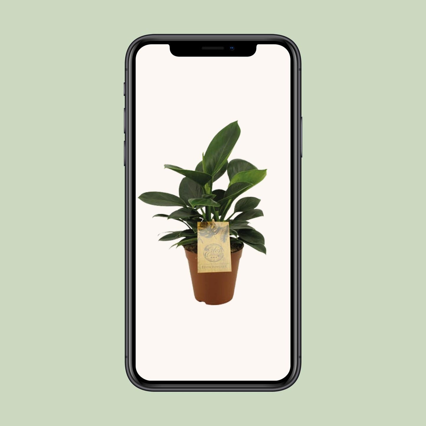 Philodendron Oxypure - Ø15cm - ↕60cm
