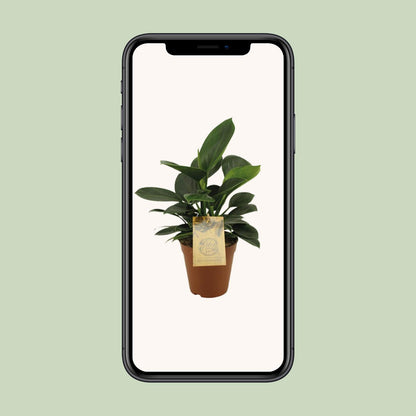 Philodendron Oxypure - Ø15cm - ↕60cm