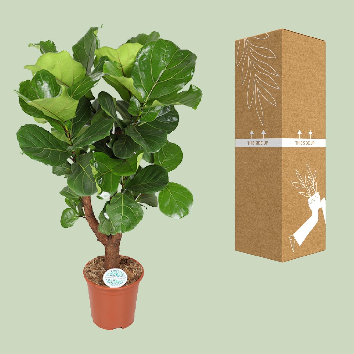 Ficus Lyrata - Ø27cm - ↕130cm