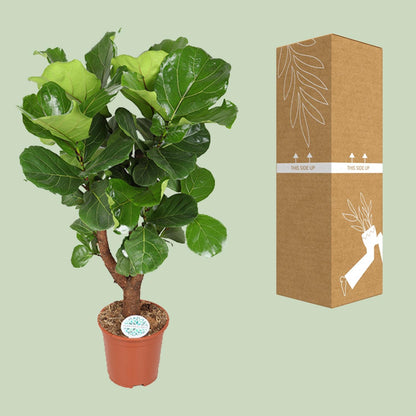 Ficus Lyrata - Ø27cm - ↕130cm