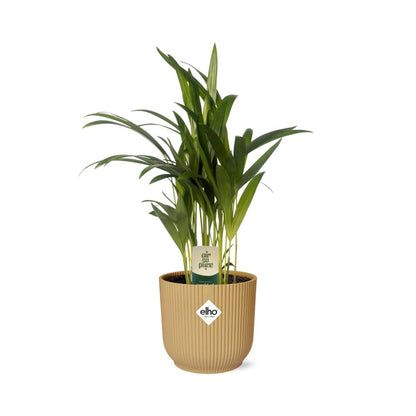 Dypsis Lutescens (Areca) 12cm in ELHO Vibes Fold 14cm geel