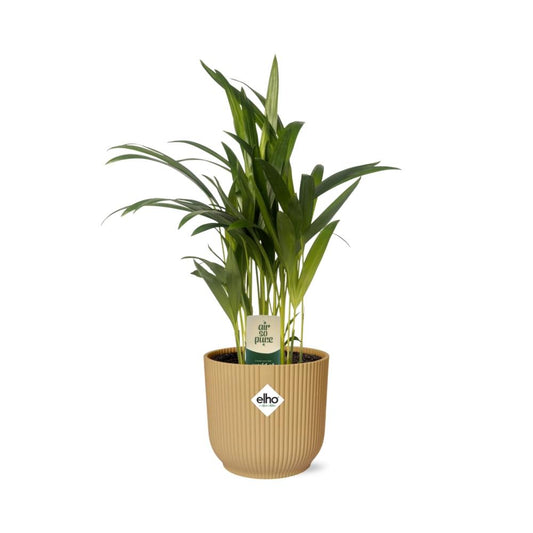 Dypsis Lutescens (Areca) 12cm in ELHO Vibes Fold 14cm geel