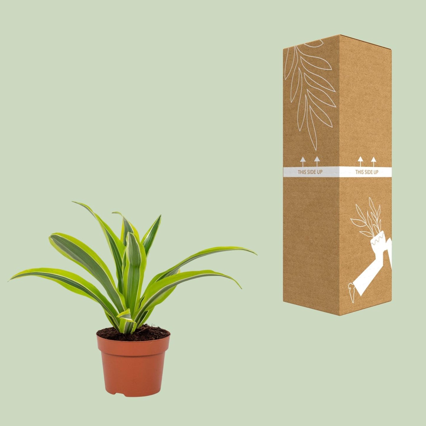 Dracaena Lemon Lime 12cm - Ø12cm - ↕27cm