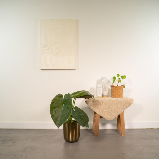 Alocasia Wentii - Ø19cm - ↕65cm + Topf Mayk Gold
