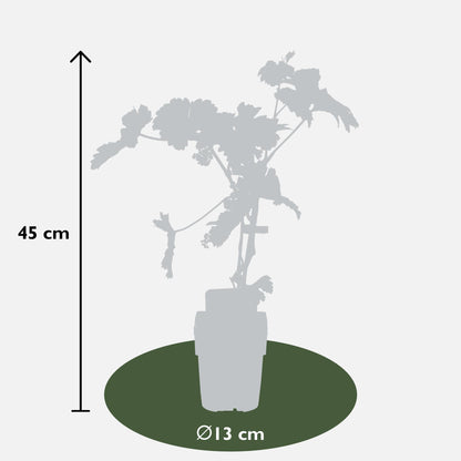 Vitis vinifera 'Johanniter' - Ø13cm - ↕45cm