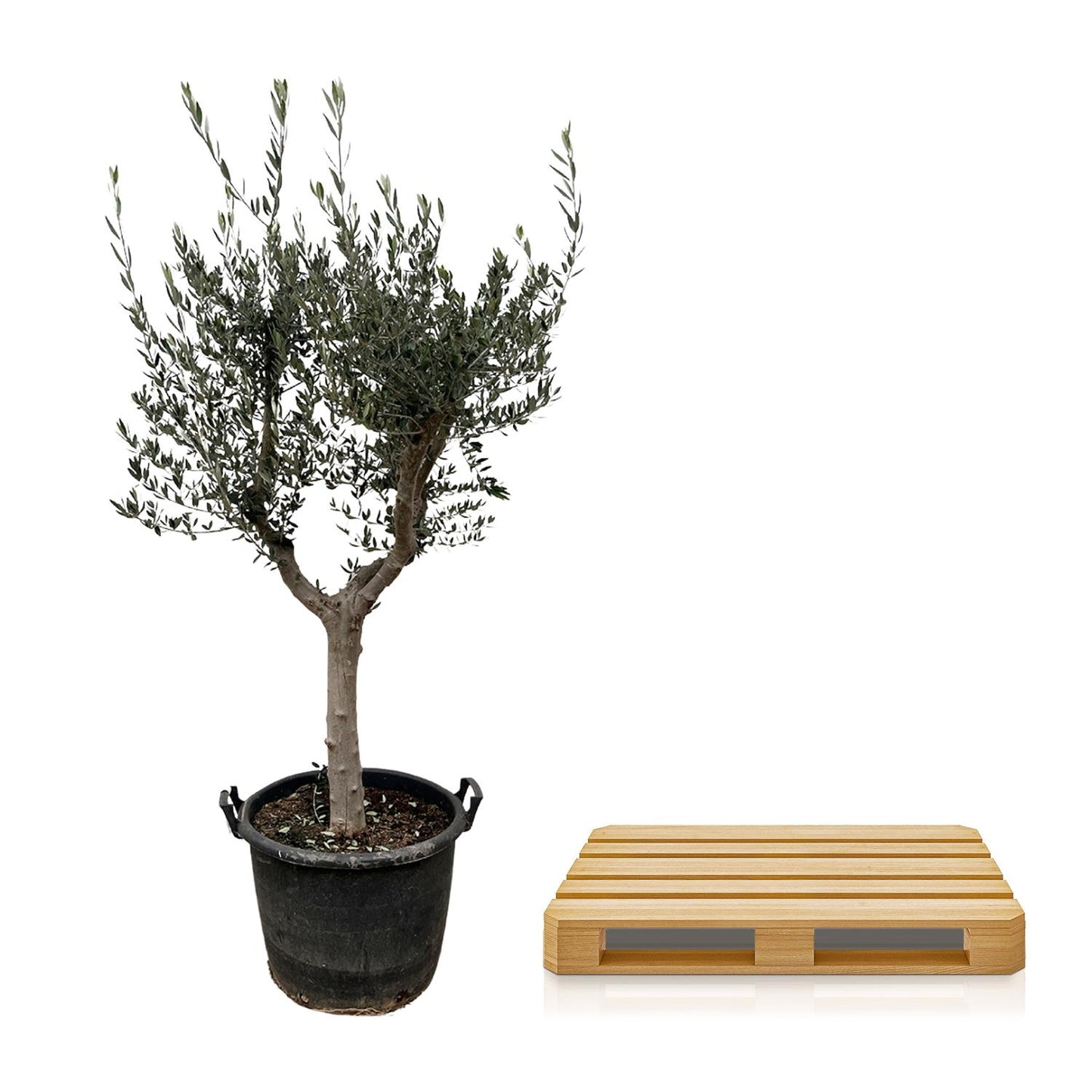 Olivenbaum 220 cm – Mediterrane Kübelpflanze für Balkon & Terrasse