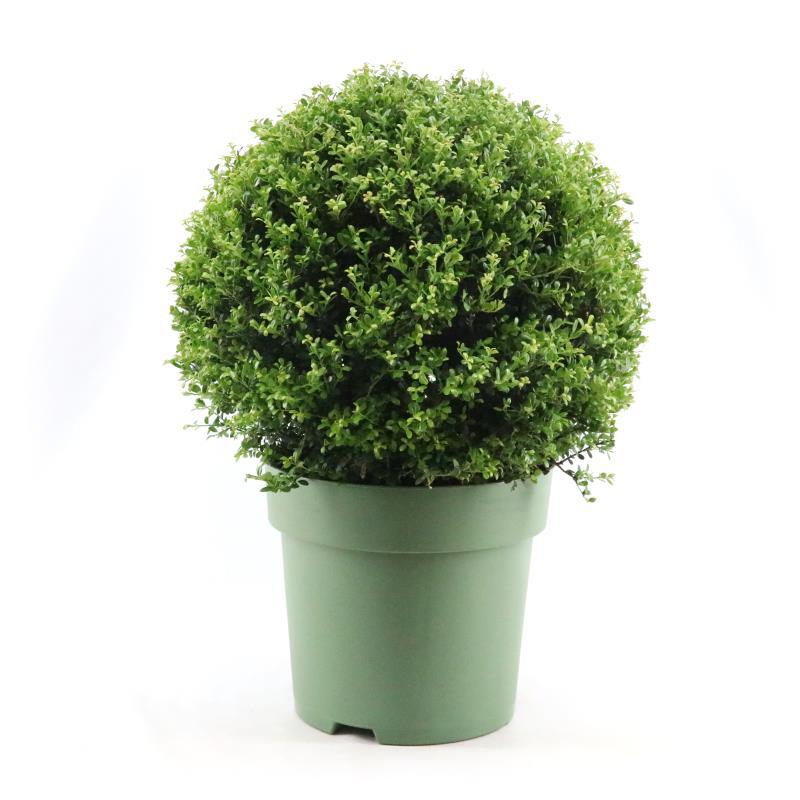 Ilex Crenata Ball Ø50cm P33 - Ø33cm - ↕70cm