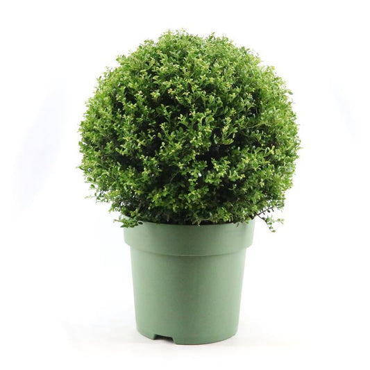 Ilex Crenata Ball Ø50cm P33 - Ø33cm - ↕70cm