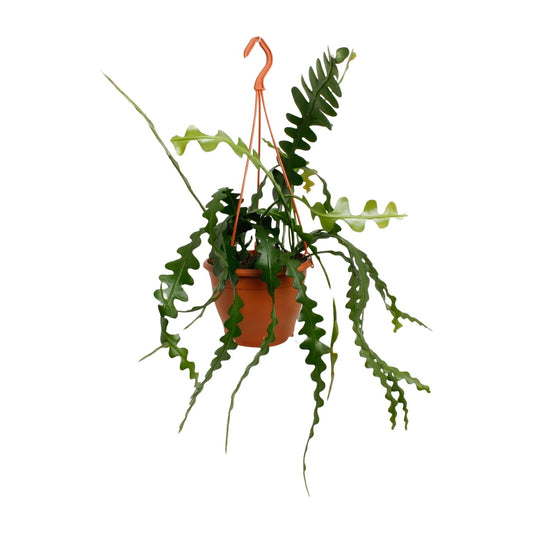 Epiphyllum Anguliger - Ø17cm - ↕35cm