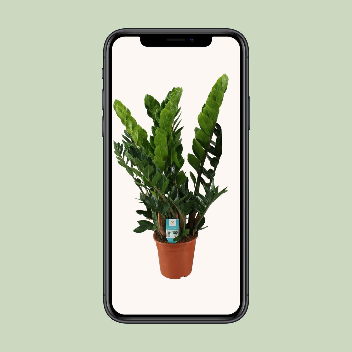 Zamioculcas Zamiifolia  - Ø21cm - ↕80cm
